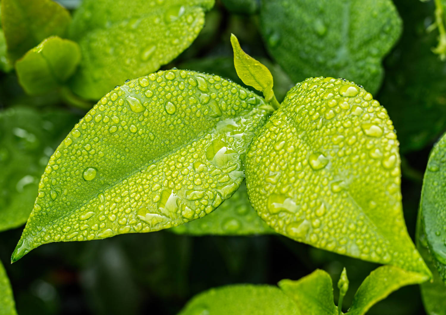 Green leaves.